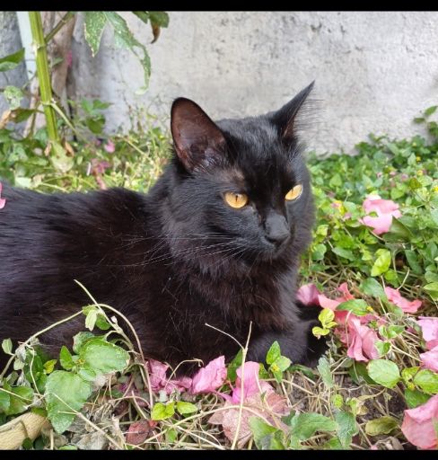 Bibiana