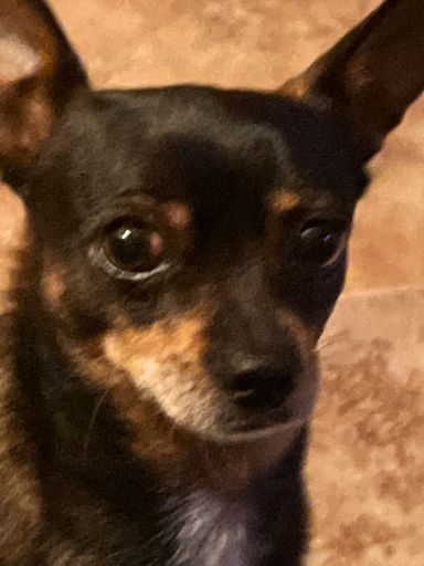 Cesar