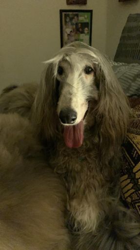 Gustavo